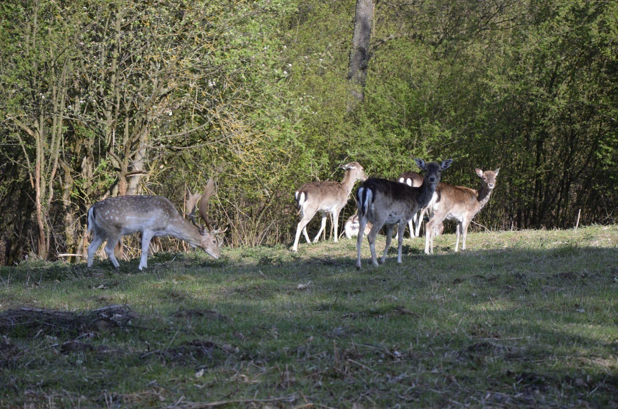 Rezydencja Nad Jeziorem Pestkownica Exterior foto